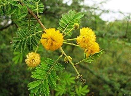 Acacia flowers