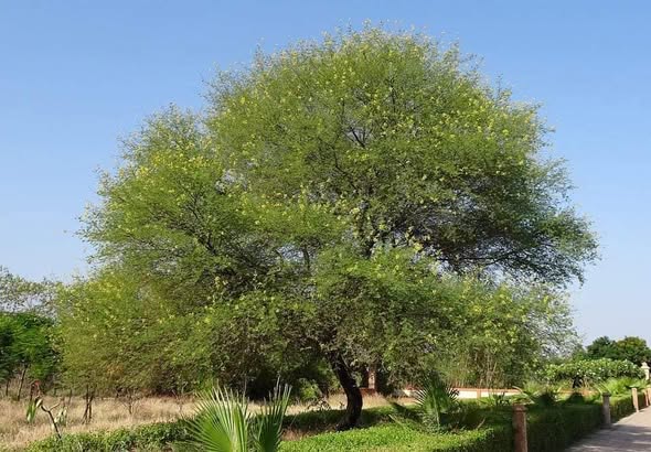 Acacia tree