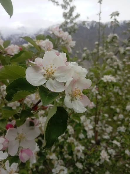 Apple blossom flowers