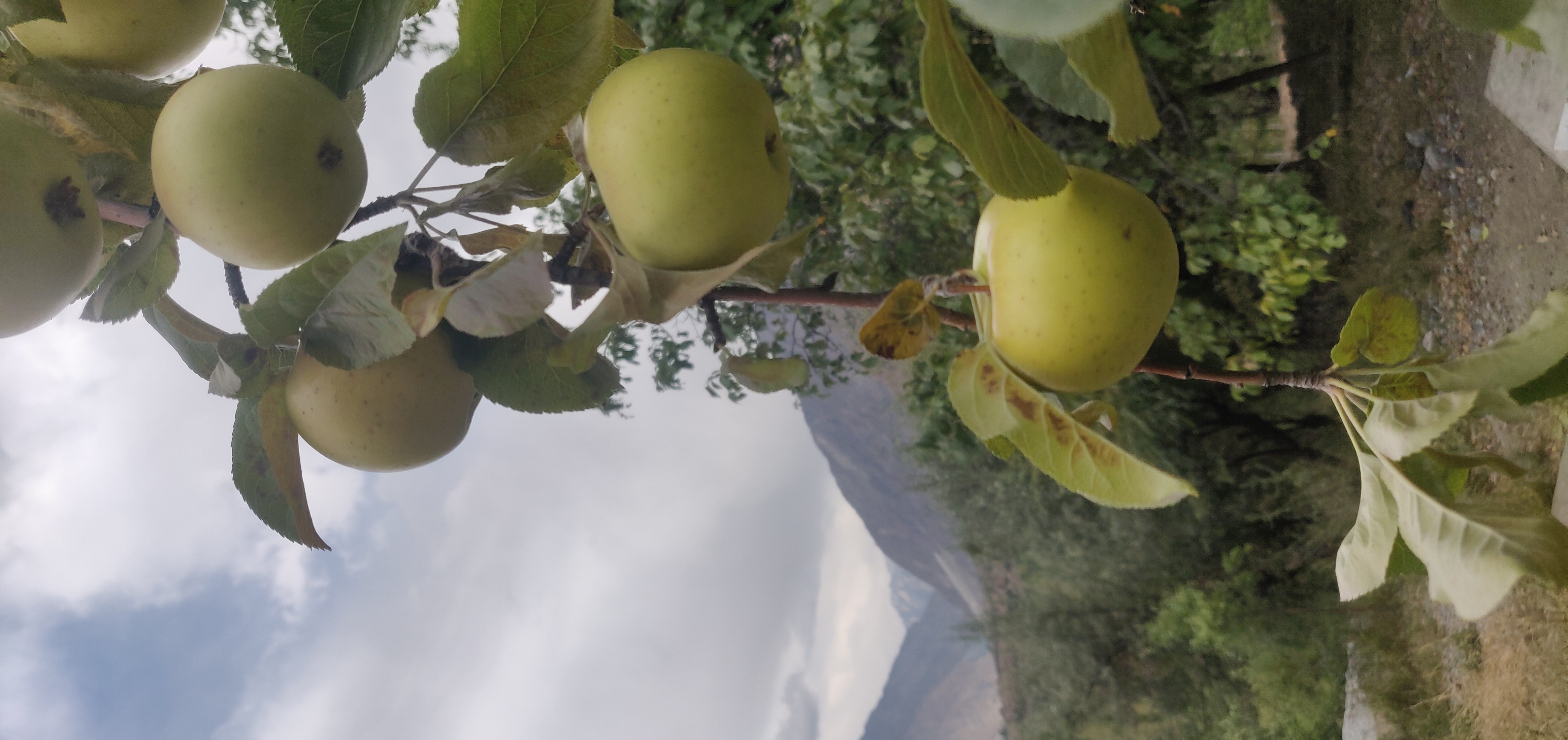 Fresh apples