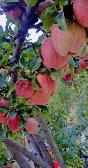 Apple tree leaves