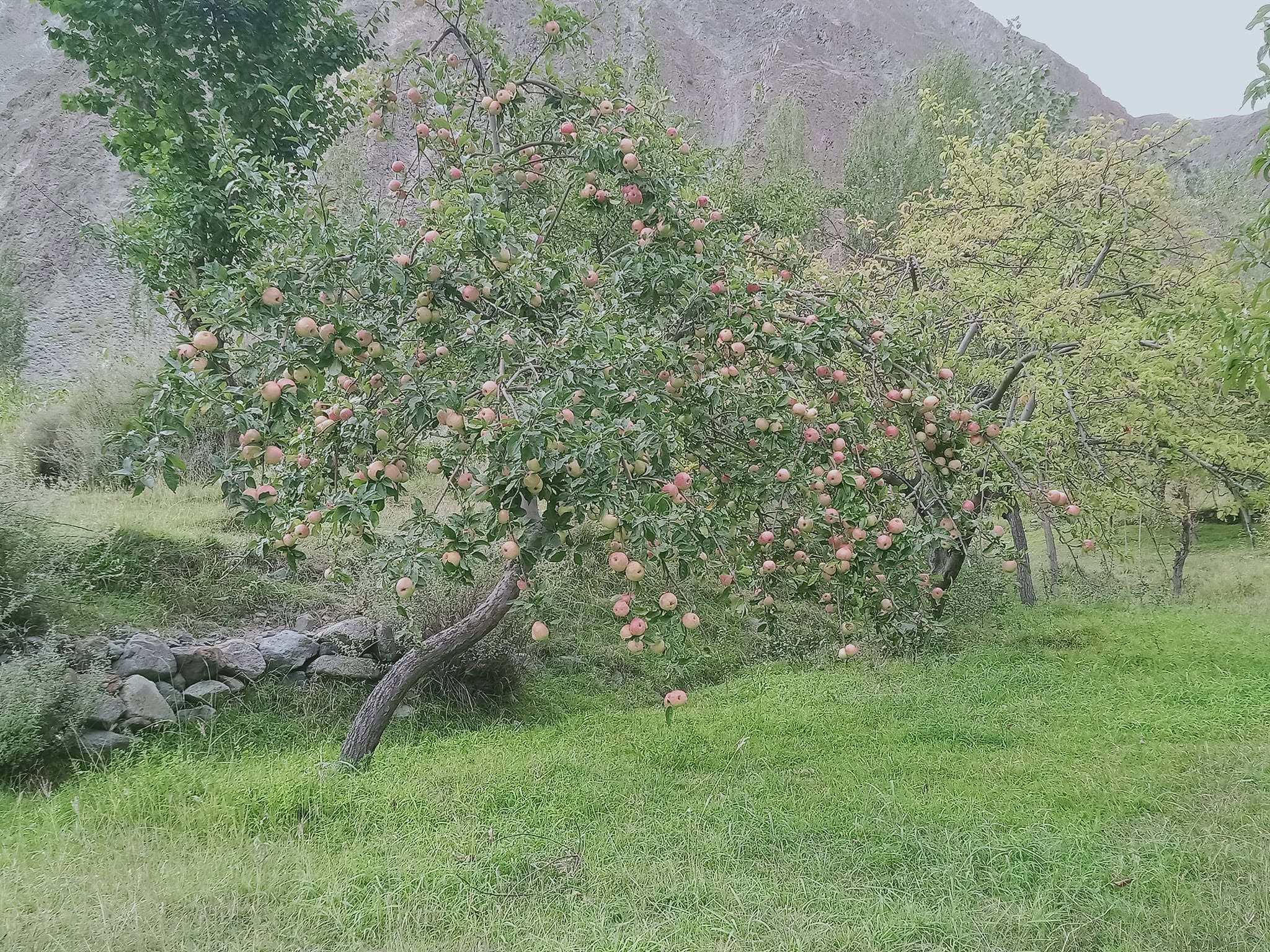 Apple fruit and apple tree (Malus domestica)