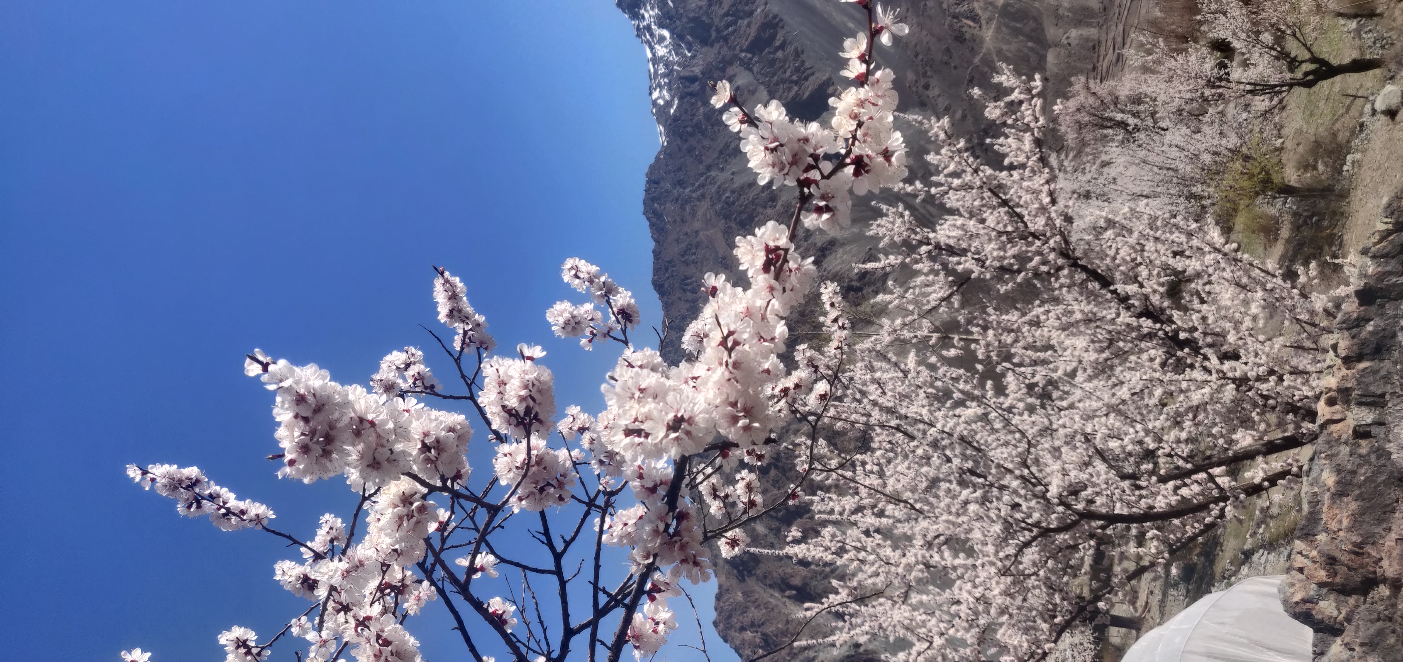 Apricot tree flowers