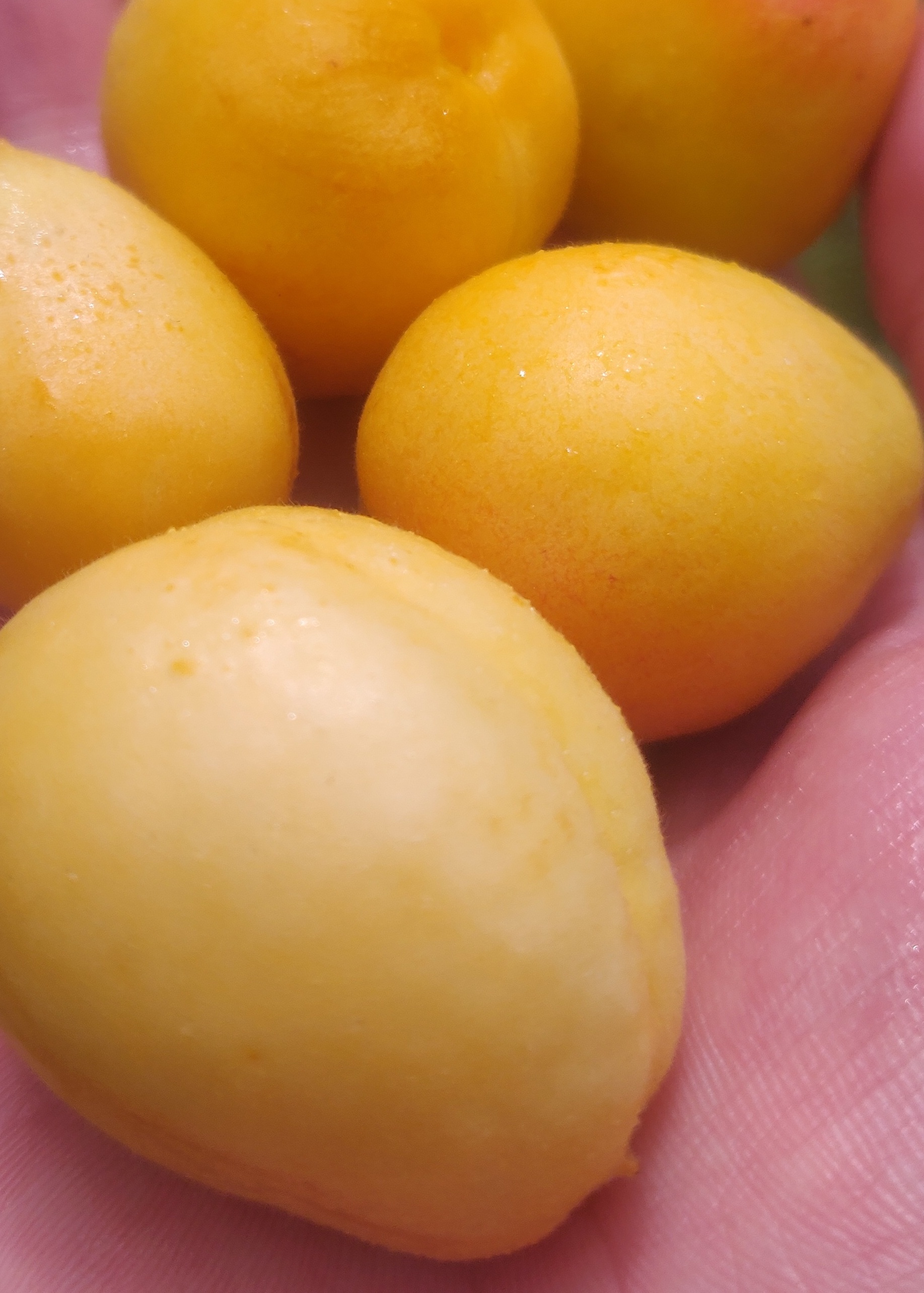 Fresh apricot fruit
