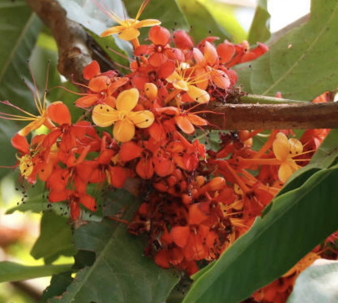 Ashoka flowers
