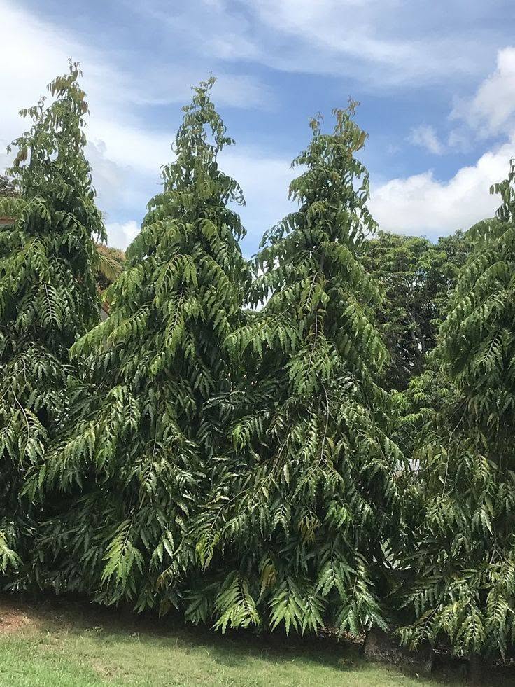 Ashoka tree (Saraca asoca)