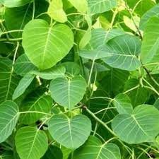 Banyan Tree leaves
