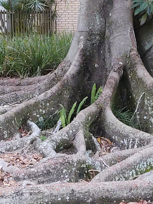 Aerial roots of a Banyan Tree