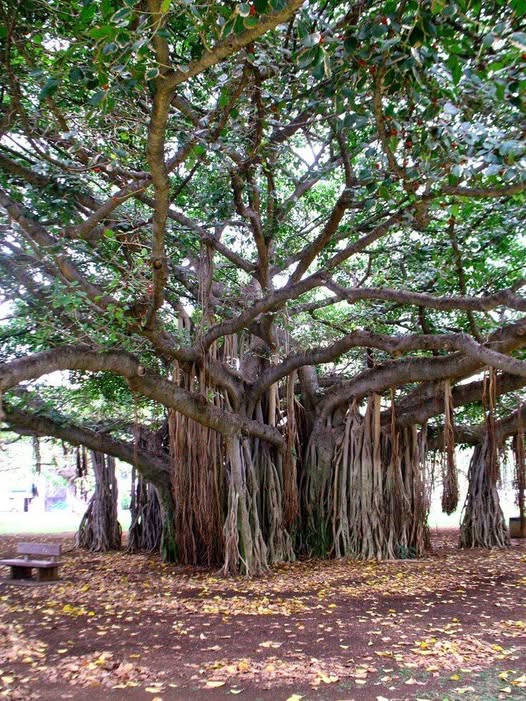 Banyan Tree (Ficus benghalensis)