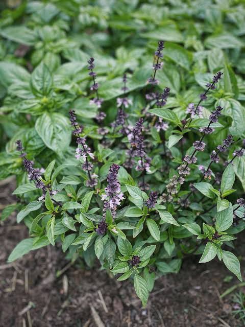 Basil plant (Ocimum basilicum L.)