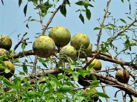 Bilva or Bael fruit
