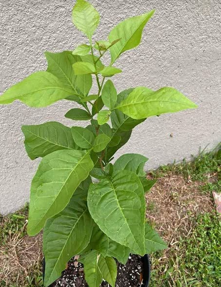 Bilva or Bael Tree (Aegle marmelos)