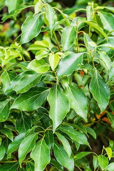 Camphor tree leaves