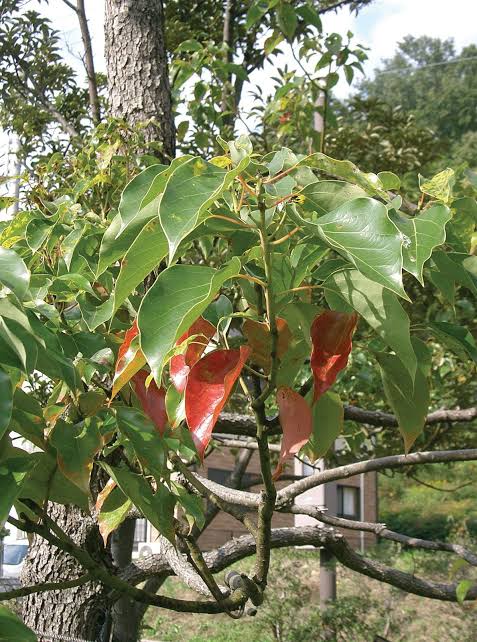 Camphor tree (Cinnamomum camphora)
