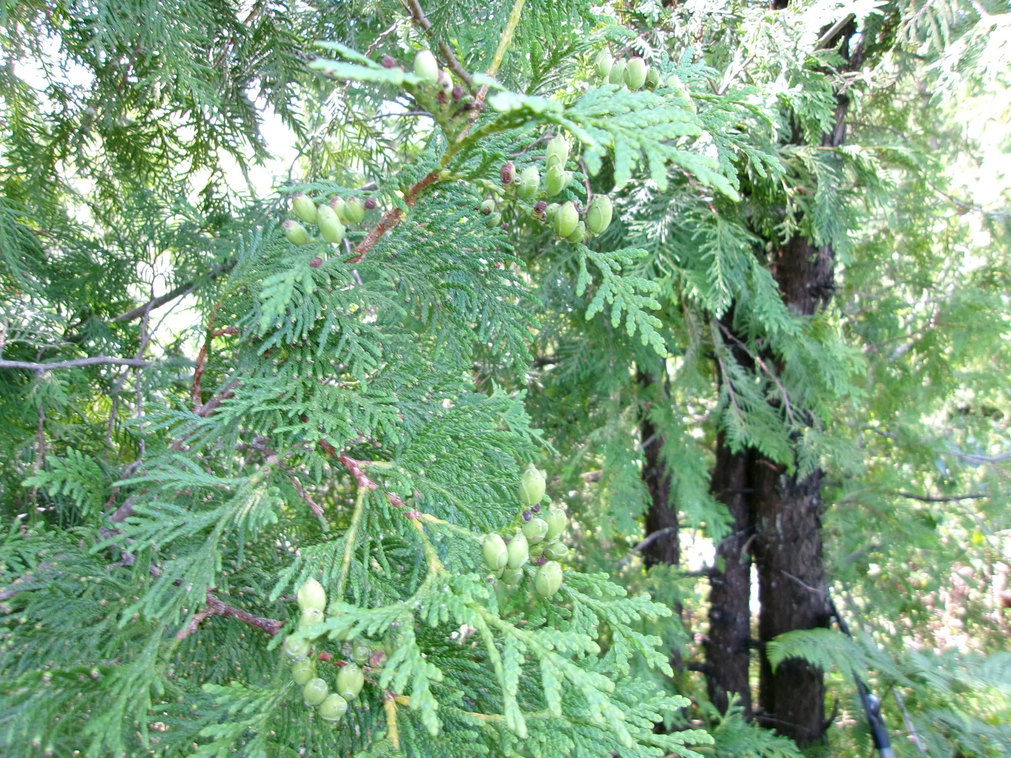 Cedar cones and foliage
