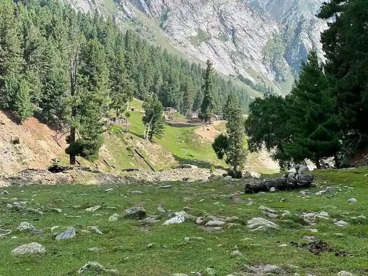 Cedar tree (Cedrus) in Gilgit