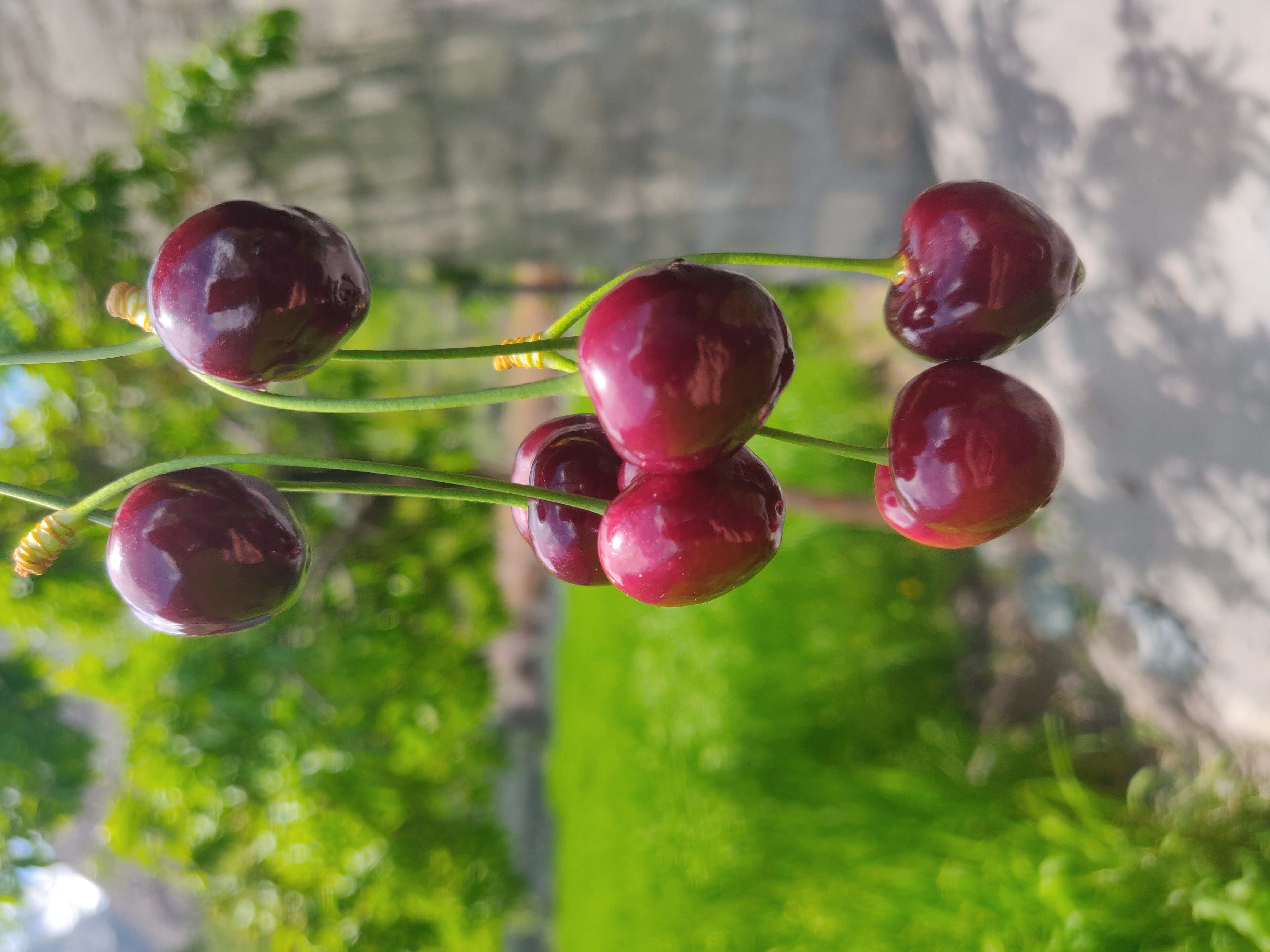 Cherry tree (Prunus avium)