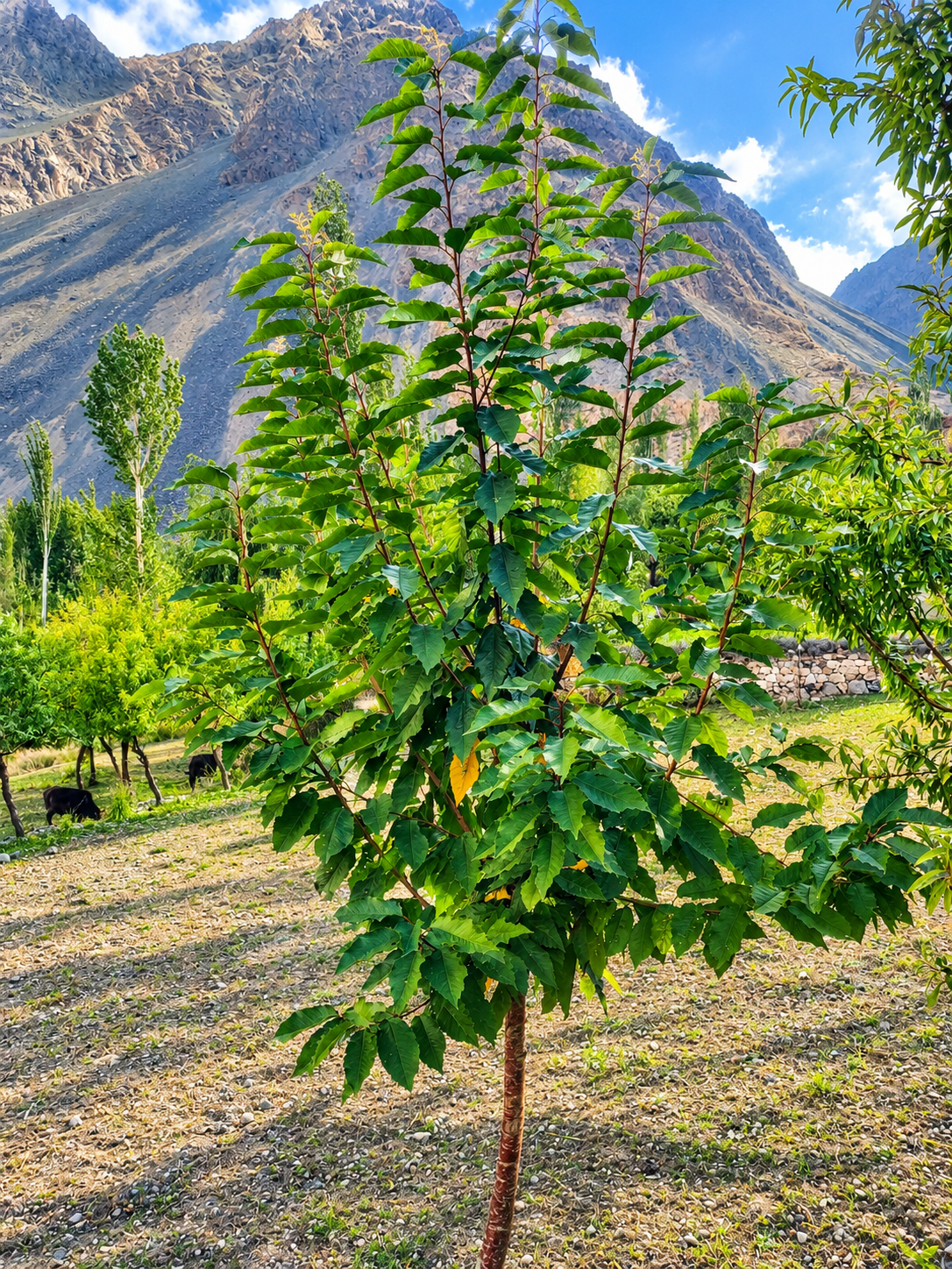 Green serrated leaves and bark of a sweet cherry tree (Prunus avium)