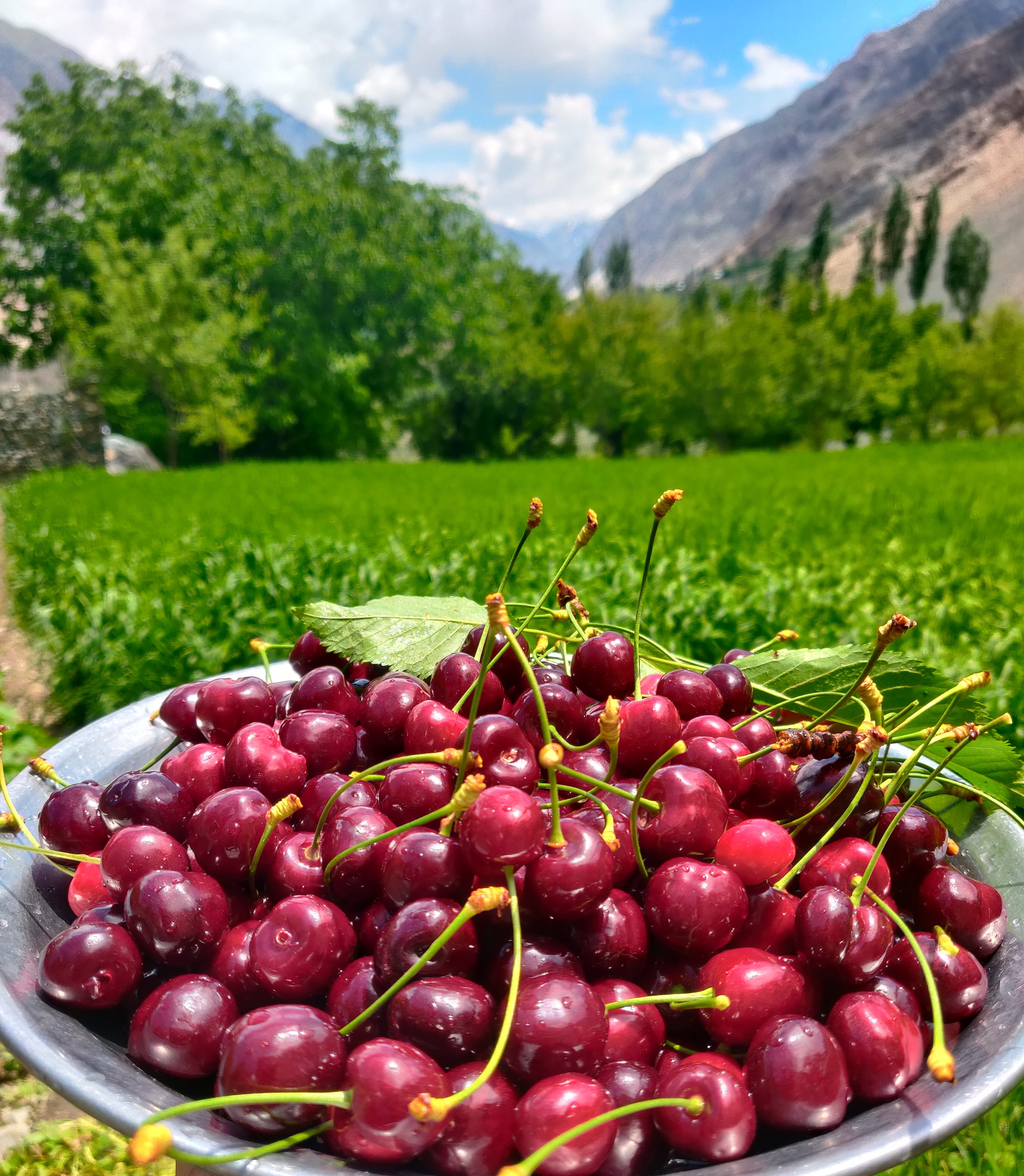 Sweet cherry tree bearing clusters of ripe red cherries (Prunus avium)