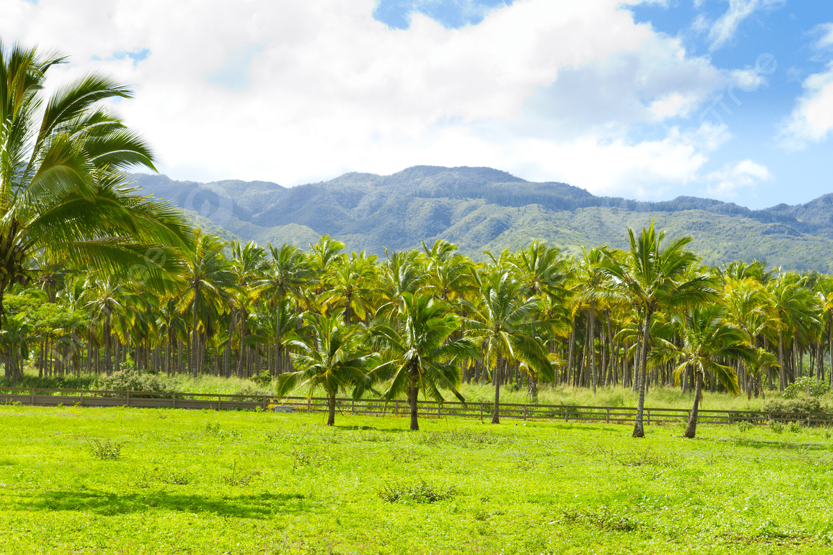 Coconut palm (Cocos nucifera)