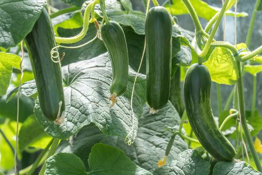 Cucumber plant (Cucumis sativus)