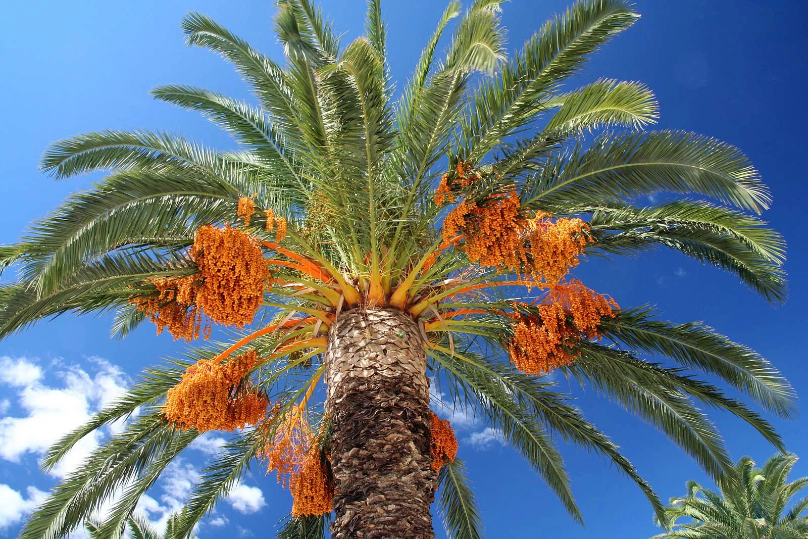 Date Palm tree (Phoenix dactylifera)