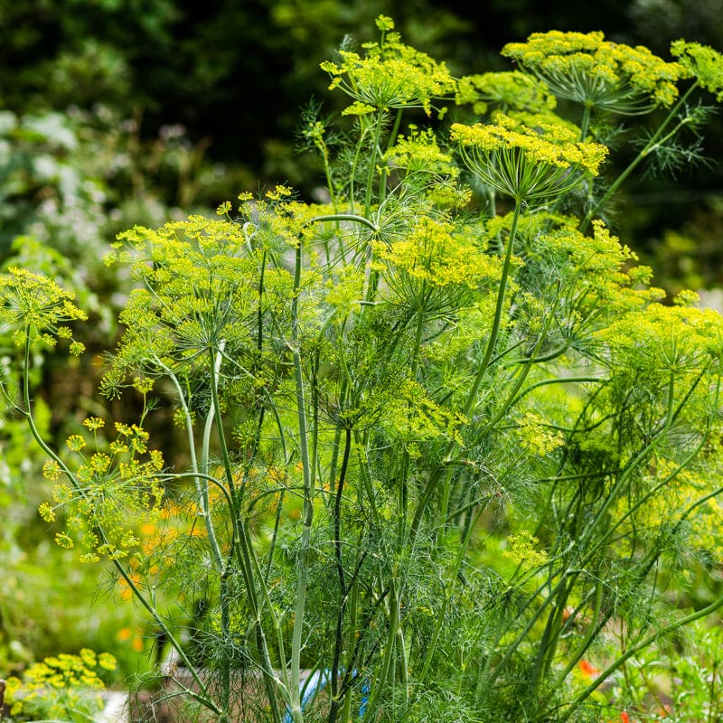 Dill plant (Anethum graveolens)