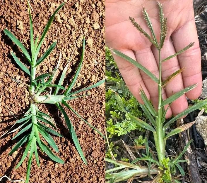 Leaves of Durva Grass
