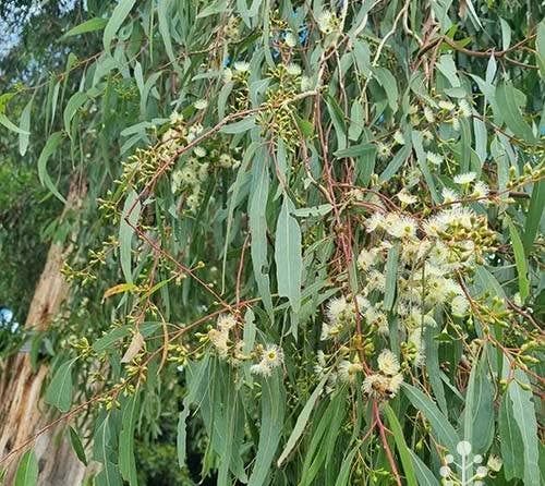 Eucalyptus flowers