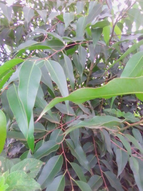 Eucalyptus leaves