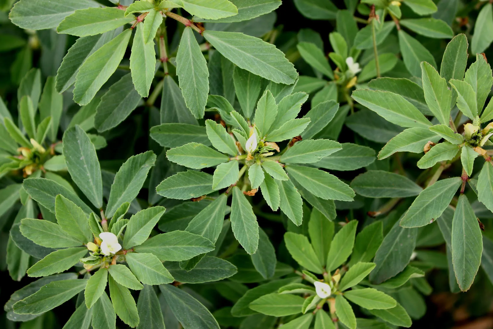 Fenugreek plant (Trigonella foenum-graecum)