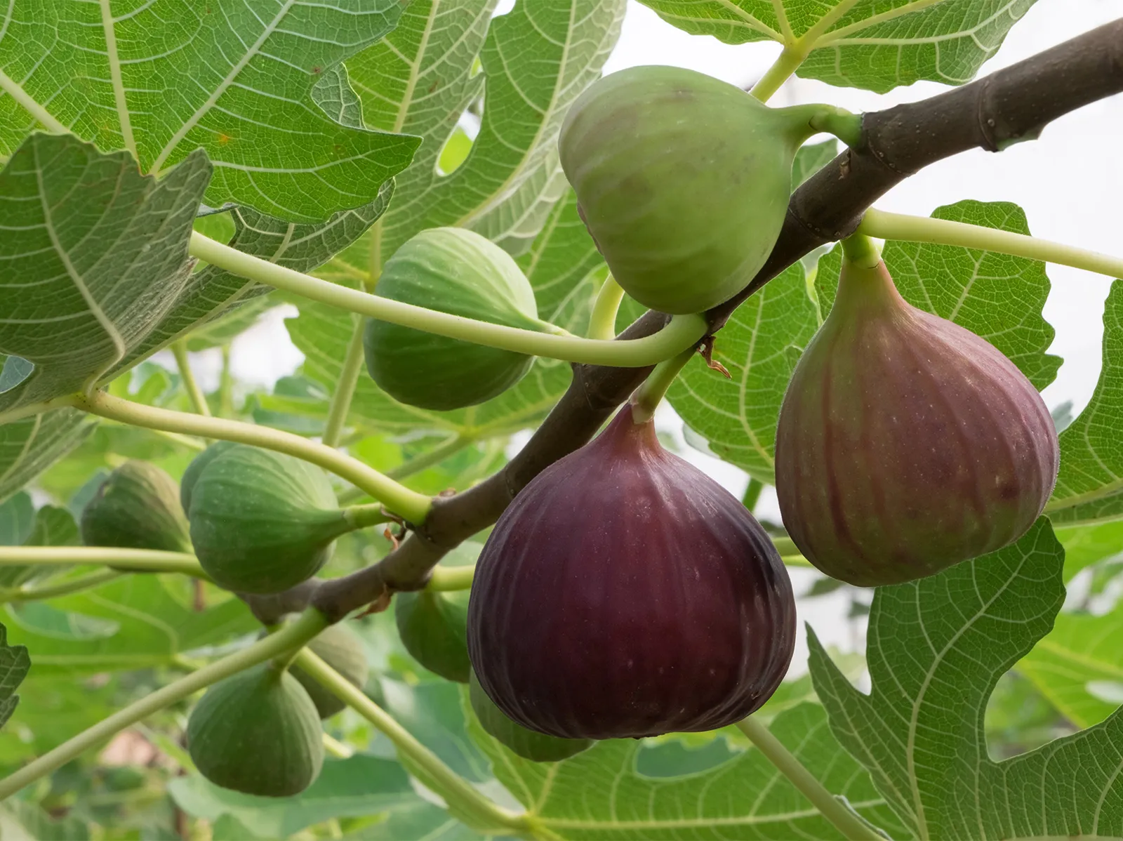 Fig plant Ficus carica with leaves and branches