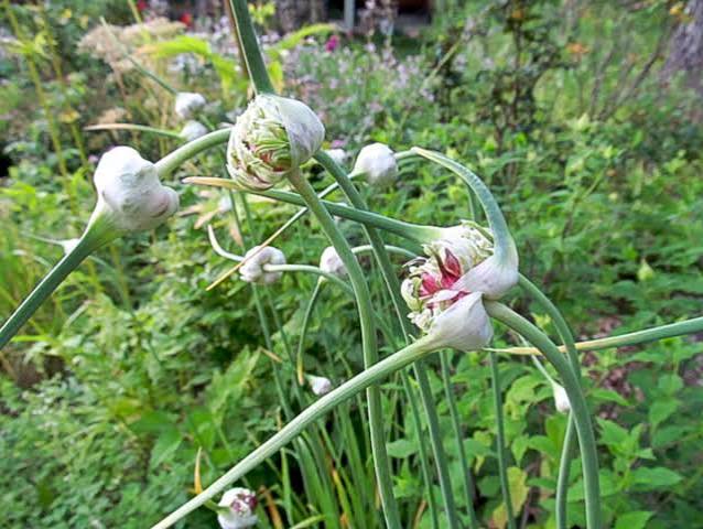 Garlic plant (Allium sativum L.)