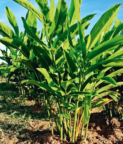 Ginger plant (Zingiber officinale)