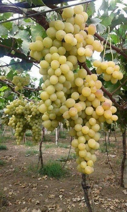 Grapes on a grapevine - Vitis vinifera