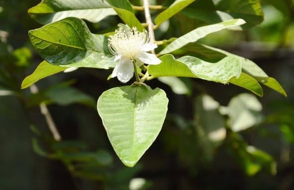 Guava flowers