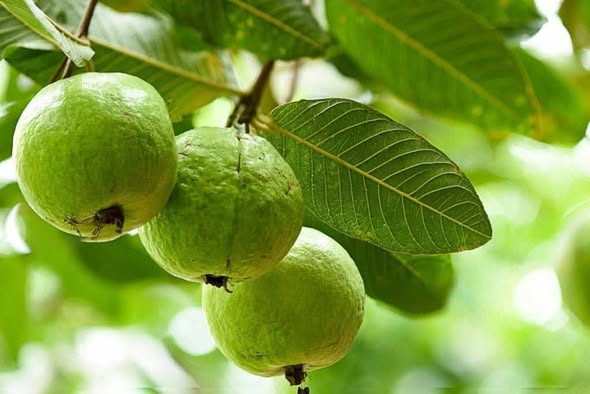 Guava fruit