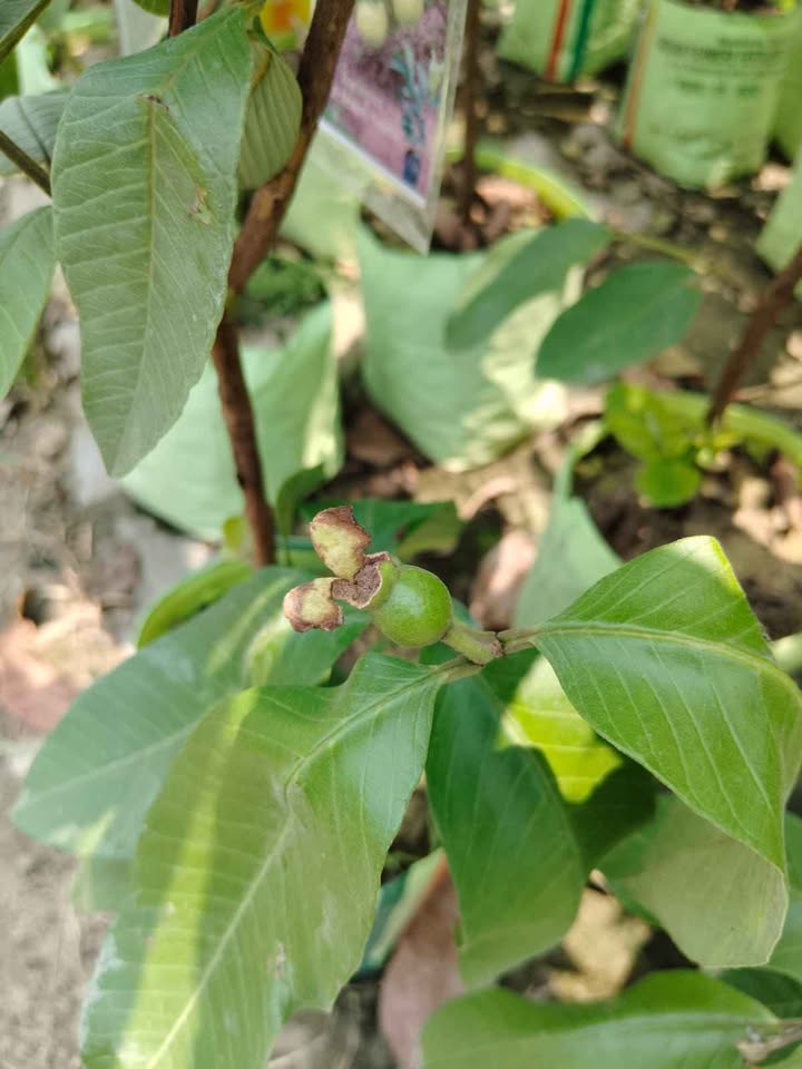 Guava leaves
