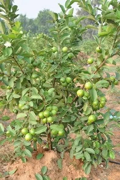 Guava tree (Psidium guajava)