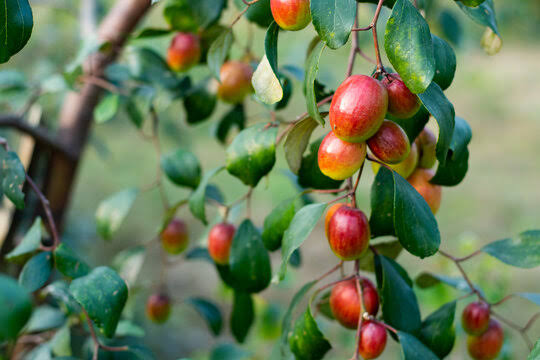 Indian jujube fruits (Ber)