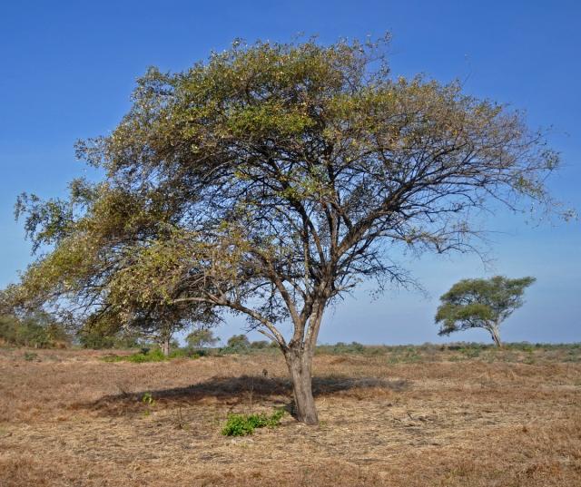Indian jujube tree (Zizyphus mauritiana Lam.)