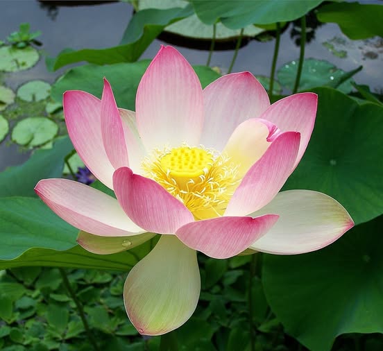 Sacred Lotus flower