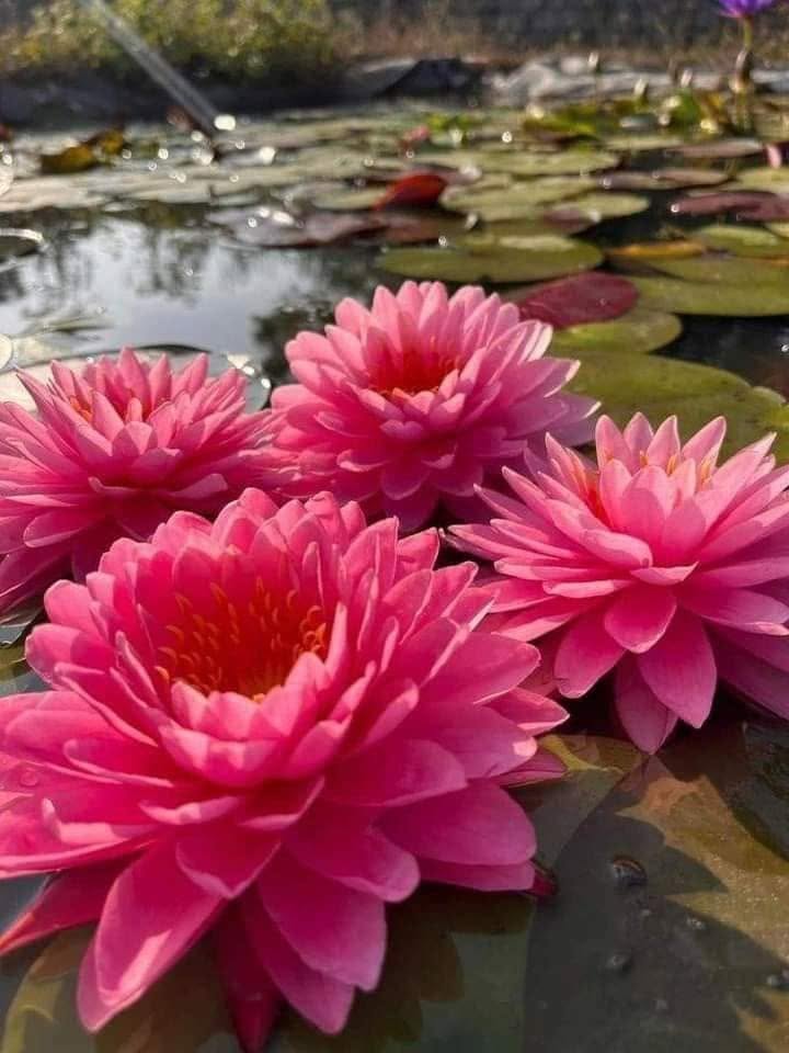 Lotus flower (Nelumbo nucifera)