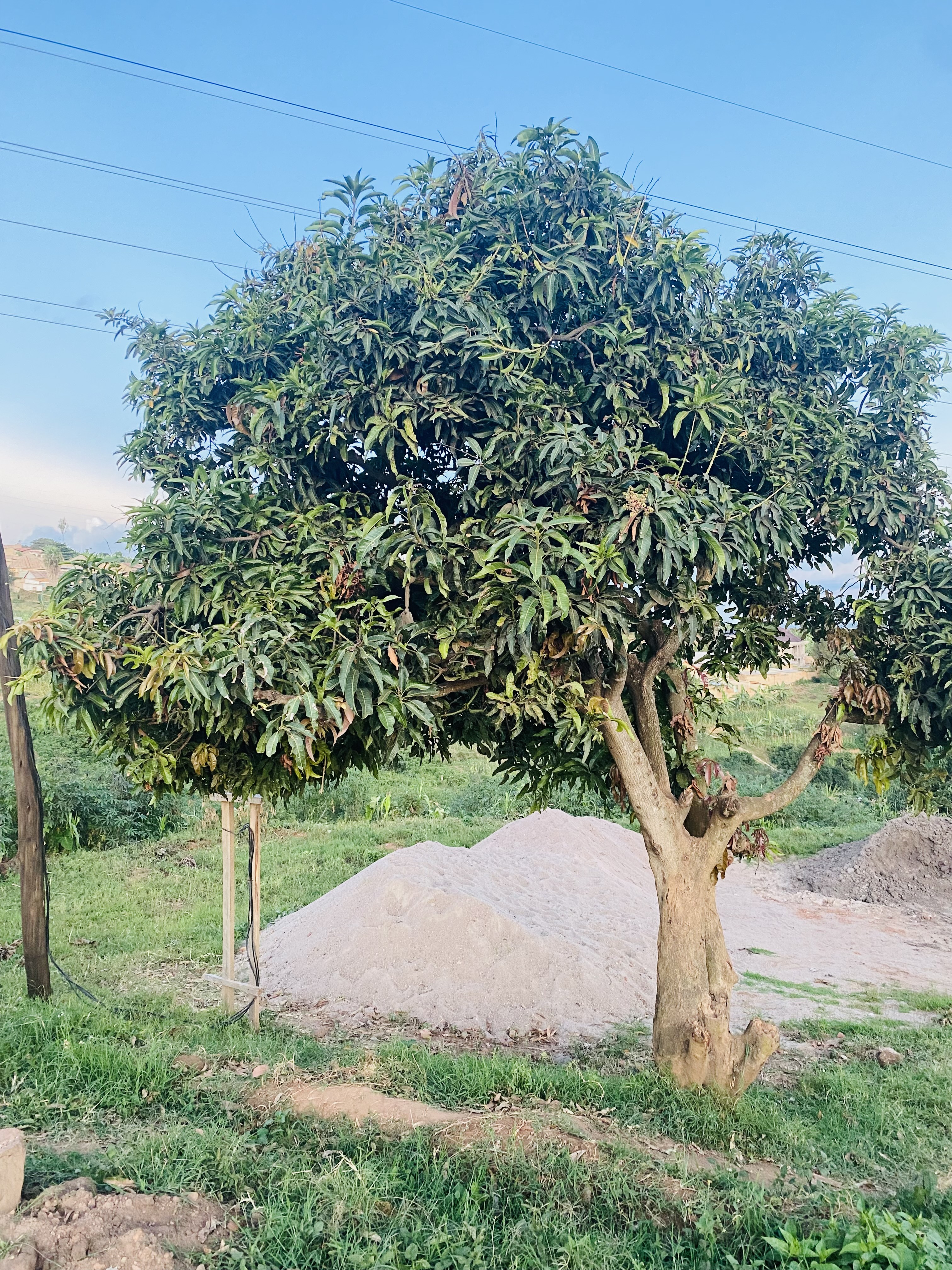 Mango tree (Mangifera indica)