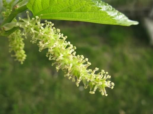 Mulberry flowers