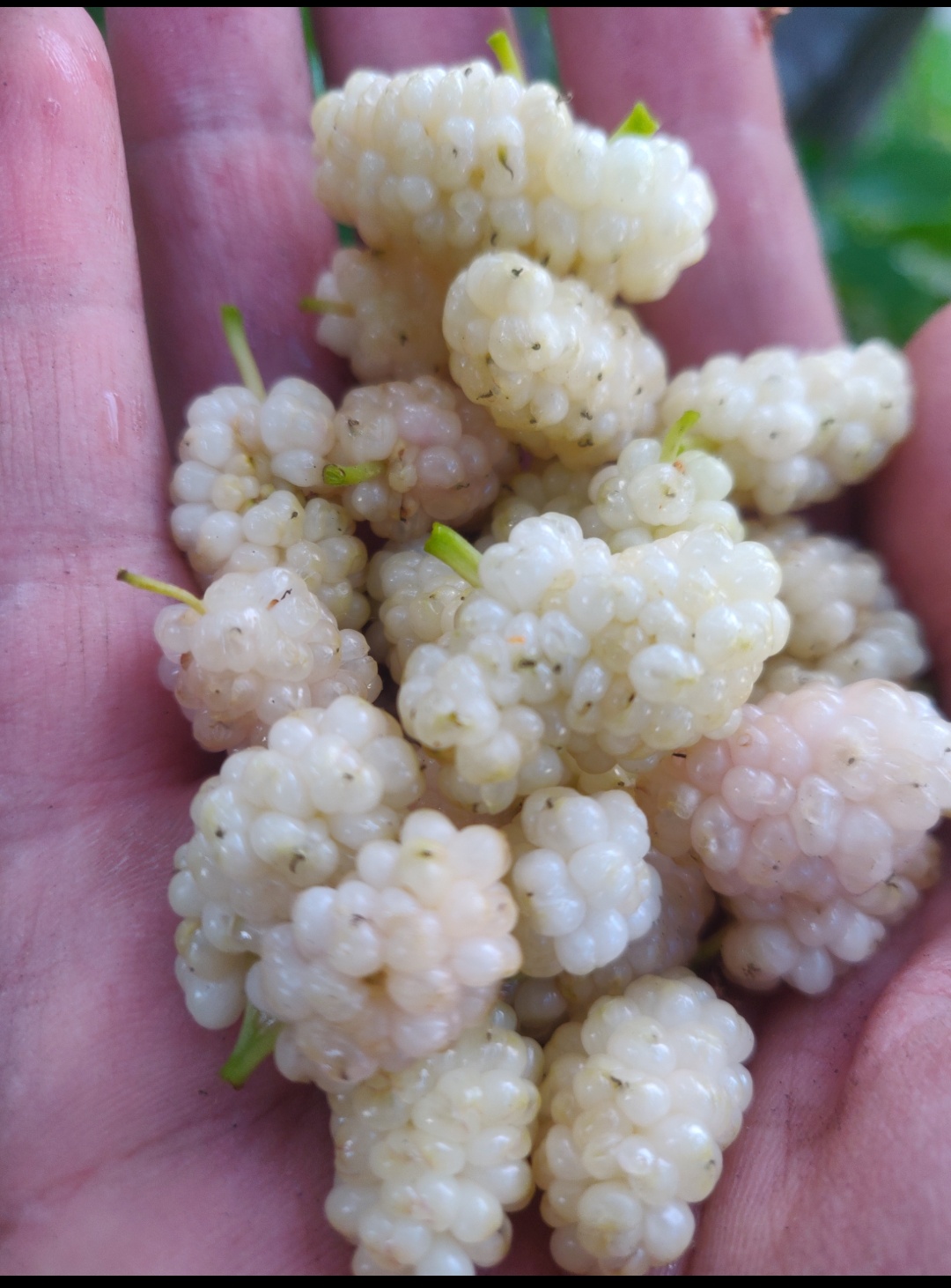 Ripe mulberry fruit