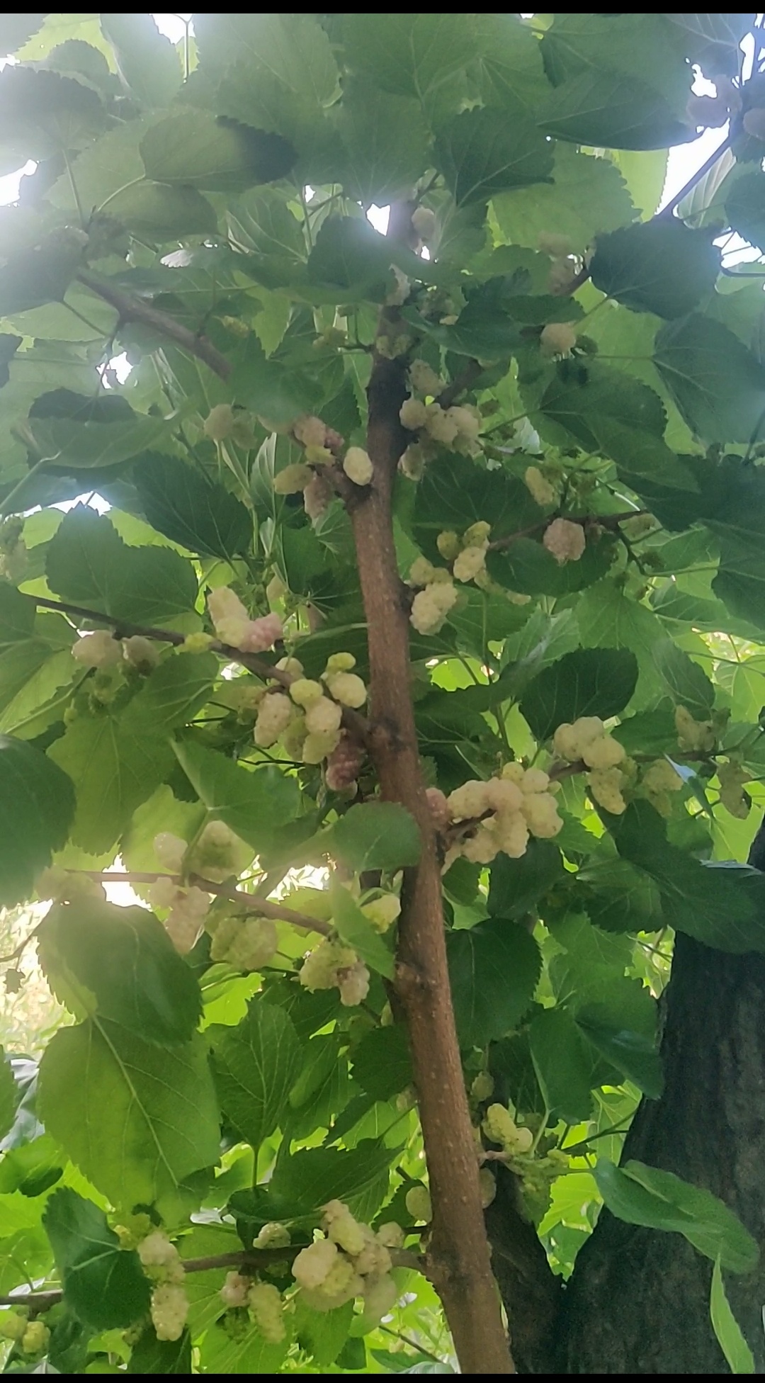 Mulberry tree leaves