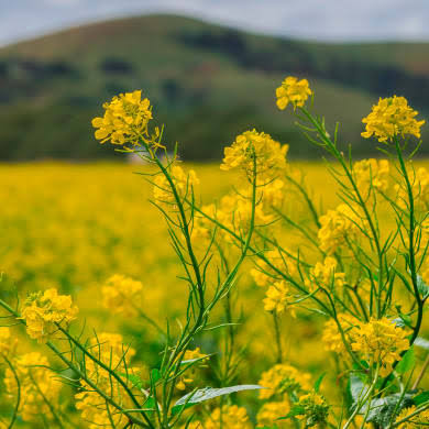 Mustard plant with yellow flowers