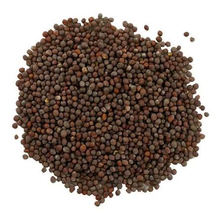 Mustard plant and mustard seeds