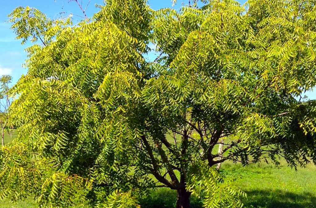 Neem tree (Azadirachta indica)